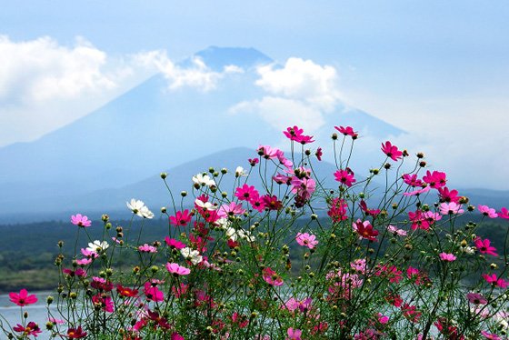 コスモス 富士山net ふじさんネット 富士山情報 まるごとおまかせ