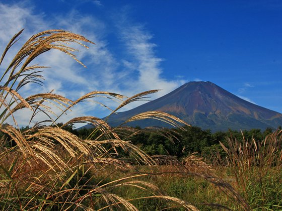 ススキ野原 富士山net ふじさんネット 富士山情報 まるごとおまかせ