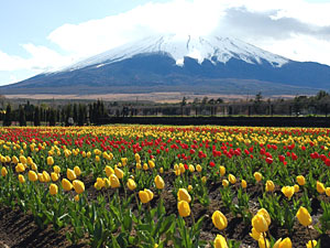 山中湖花の都公園 富士山net ふじさんネット 富士山情報 まるごとおまかせ