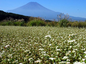 ＜花の名所＞忍野村内野地区