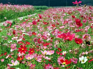 ＜花の名所＞忍野村内野地区