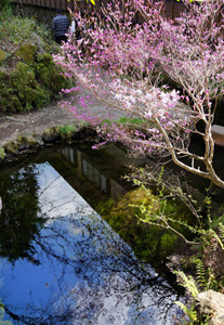 忍野八海・お釜池