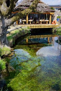 忍野八海・湧池