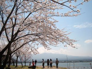 河口湖円形ホール周辺 富士山net ふじさんネット 富士山情報 まるごとおまかせ 河口湖円形ホール周辺 富士山net ふじさんネット 富士山情報 まるごとおまかせ