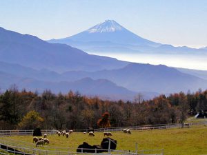 県営八ケ岳牧場からの富士