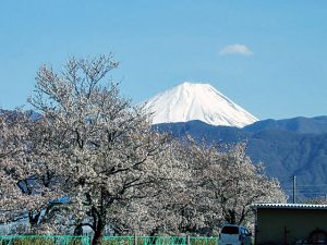 山伏川桜並木からの富士