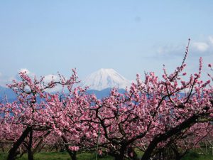 南アルプス市桃源郷からの富士