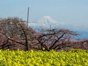 新府からの富士