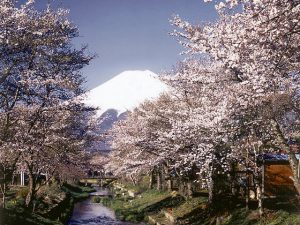 忍野八海付近からの富士 