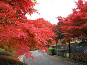 富士北麓公園