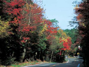 県道富士宮鳴沢線