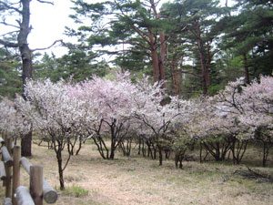 富士山吉田口登山道　中の茶屋周辺