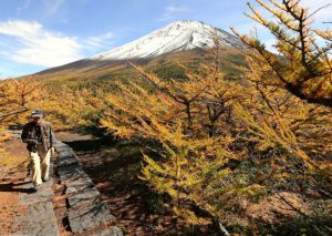 カラマツなどが色づく奥庭自然公園＝富士山５合目