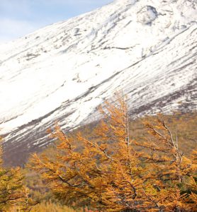 雪の富士、麓秋めく