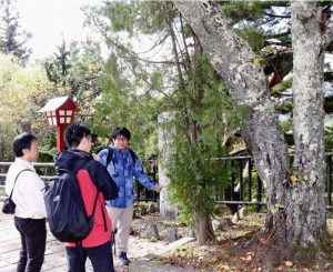 昨年１０月、桜の樹勢などを確認する日本花の会の研究員ら。集まった資金は桜の保護活動に使われる＝富士吉田・新倉山浅間公園