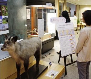 日本の山の特徴、動物や植物紹介