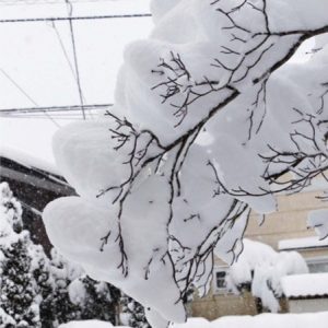 雪が降り続く富士吉田市内で足元を気にしながら歩く住民。樹木には枝がしなるほどずっしりと降り積もっていた