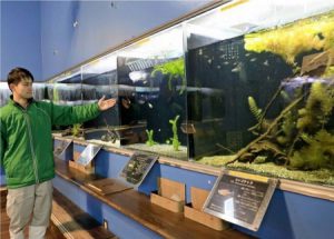 さまざまな生き物が並ぶ特別展＝忍野・県立富士湧水の里水族館