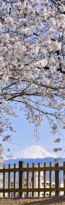 舞鶴城公園（甲府市）