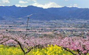 桃の花、富士山との競演