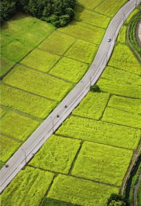 大地を一面に黄色く染めるキカラシの花=山日YBSヘリ「ニュースカイ」(NEWSKY)で山中湖村山中の上空から