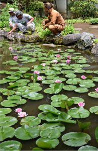 見頃を迎えた桂林寺のスイレン＝都留市金井