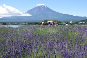 河口湖ハーブフェスティバル