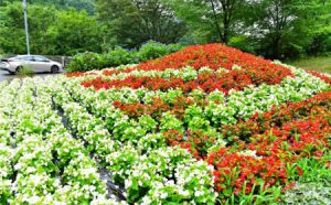 道志村にある花で富士山をかたどった花壇