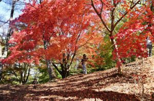 楽山公園の遊歩道を赤く染めるモミジ＝都留市田原３丁目