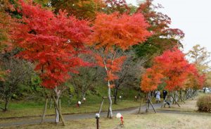赤色に染まるモミジ=山中湖村平野