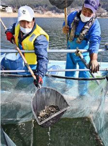 河口湖に仕掛けた定置網からワカサギを水揚げする漁師＝河口湖