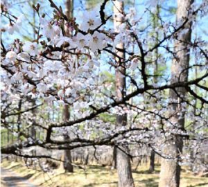 見頃を迎えたフジザクラ＝富士吉田市上吉田（４月２０日撮影）