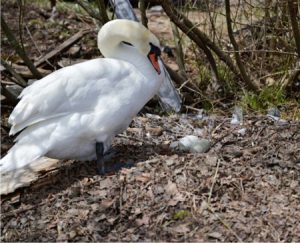 やぶの中にある巣で卵を見守るコブハクチョウ＝山中湖村平野