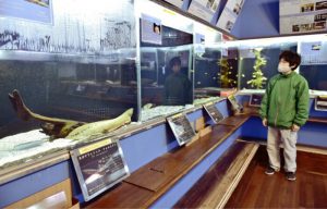 開館２０周年を記念して開かれている特別展＝忍野・県立富士湧水の里水族館