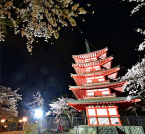 ライトアップされたソメイヨシノと忠霊塔＝富士吉田・新倉山浅間公園