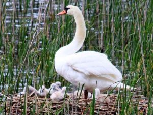 河口湖で誕生したひなと親鳥＝富士河口湖町