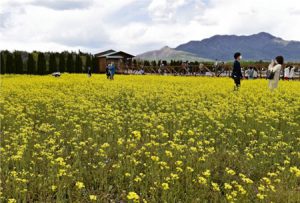 見頃を迎えた菜の花＝山中湖・花の都公園（５月３日撮影）