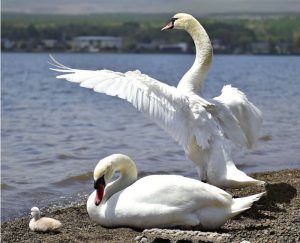 コブハクチョウひな誕生　山中湖