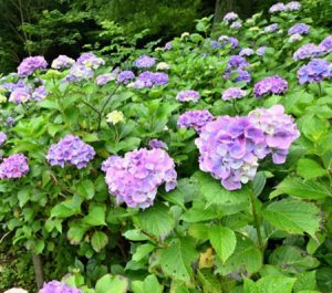 開花したアジサイ＝富士吉田・明見湖公園（６日撮影）