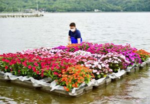 色鮮やかなサンパチェンスを山中湖に浮かべるＮＰＯのメンバー＝山中湖村山中