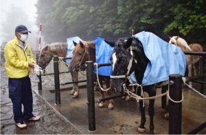 富士山で客を待つ馬たち＝富士山５合目