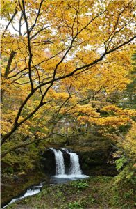 紅葉を迎えた木々に囲まれる鐘山の滝＝富士吉田市と忍野村の境付近（１日撮影）