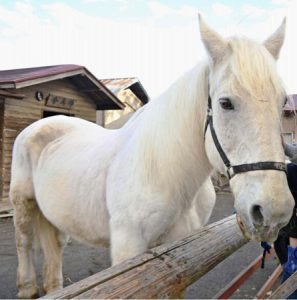 体は大きいが人懐こい性格の桜花＝富士吉田市下吉田３丁目の小室浅間神社