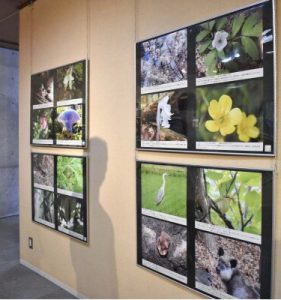 甲府市立図書館で「富士山レンジャー写真展」