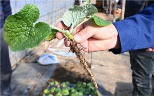 収穫期を迎えた葉ゴボウ。葉や茎、根も食べられる