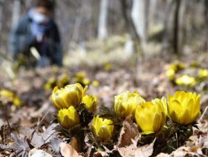 見頃を迎えたフクジュソウ＝西桂町下暮地（６日撮影）