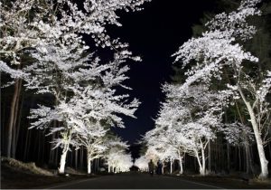 ライトアップされたソメイヨシノ＝富士吉田市上吉田（１６日撮影）