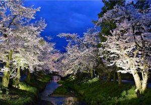 新名庄川沿いで満開となっている桜のライトアップ＝忍野村忍草（１９日撮影）