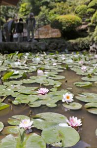 見頃を迎えたスイレン＝都留市金井（３日撮影）