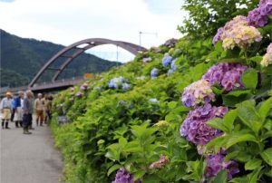 見頃を迎えたアジサイ＝都留市小形山（６月２６日撮影）